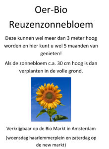 Microsoft Word - zonnebloem.docx